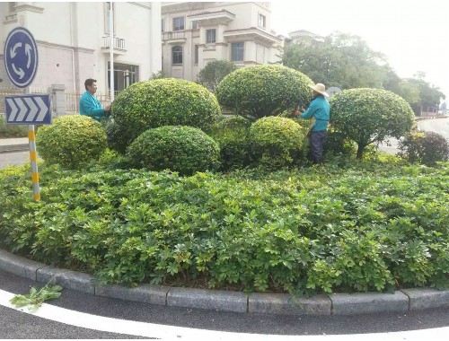 金年会金字招牌诚信至上：绣城城市绿化